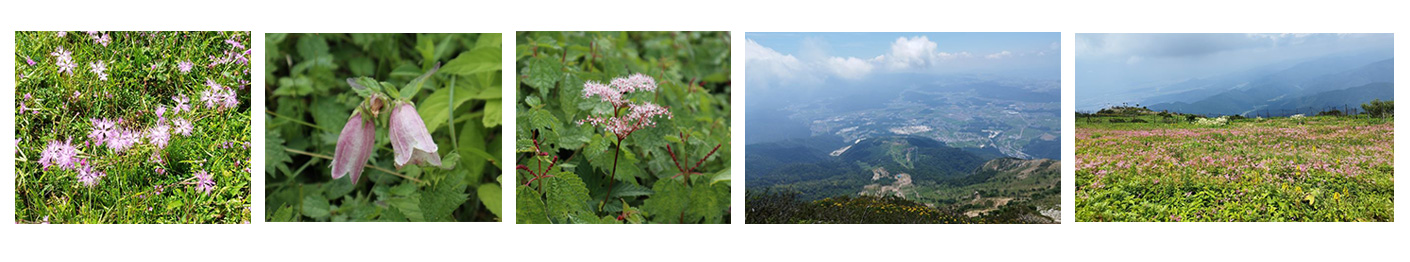 日本高山植物保護協会支援活動