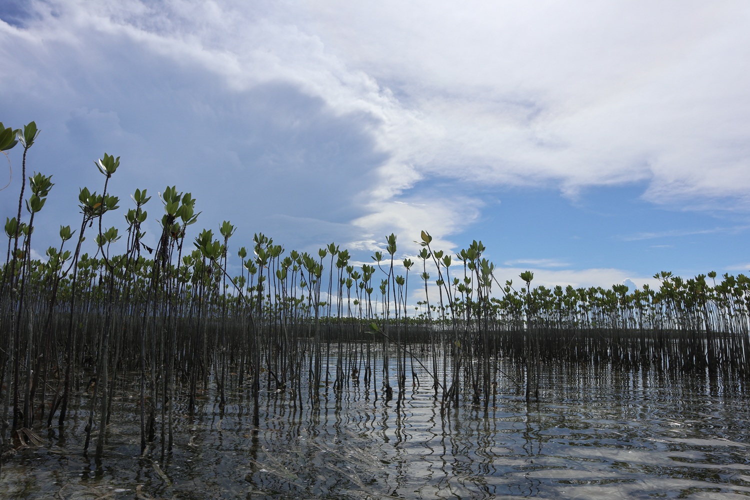 マングローブの植林支援（2025年11月）